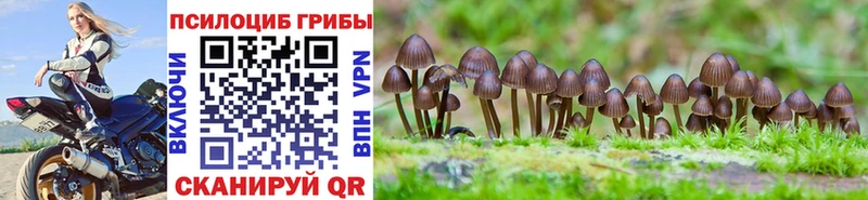 Псилоцибиновые грибы мицелий  Купить  Тайшет 